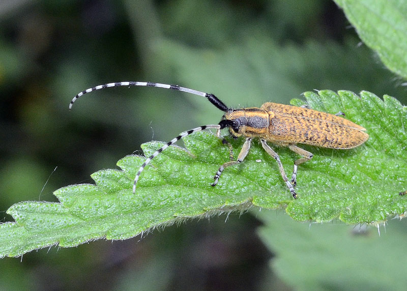 Cerambyx scopolii, Agapanthia villosoviridescens,A. violacea